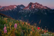 Fortress Mountain and flowers, sunset