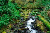 Image of creek in Hoh Rain Forest, Olympic National Park