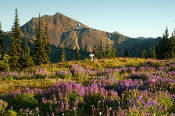 Image of lupine meadows at Lost Pass, Olympic National Park.