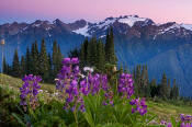 Image of Mount Olympus and lupine flowers.