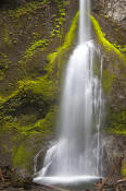 Image of Marymere Falls, Olympic National Park