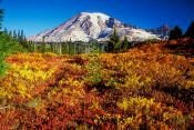 Image of Mount Rainier above Fall Colors