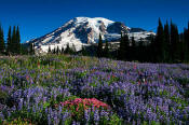 Image of Mount Rainier, flowers, Mazama Ridge