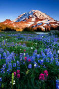 Image of Mount Rainier above Flowers