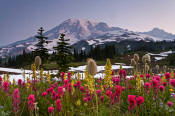 Image of Mount Rainier above flower meadows