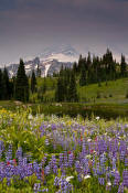 Image of Mount Rainier and flowers, Naches Peak