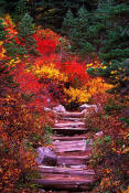 Image of Fall Colors at Rainier