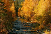 Image of Peshastin Creek and cottonwoods in Fall