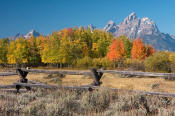 Image of Grand Teton above fall colors and fence, Grand Teton National Park