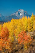 Image of Mount Moran and colorful aspen near Oxbow Bend, Grand Teton National Park