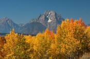 Image of Mount Moran above autumn colors, Grand Teton National Park