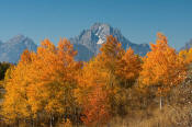 Image of Mount Moran above autumn colors, Grand Teton National Park