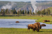 Image of Bison near Firehole River, Yellowstone National Park.