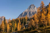 Image of Mount Huber and fall Larch on Opabin Plateau