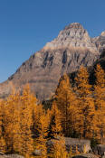 Image of Mount Huber above fall larches, Opabin Plateau