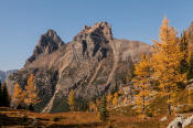 Image of Wiwaxy Peaks above fall larches on Opabin Plateau